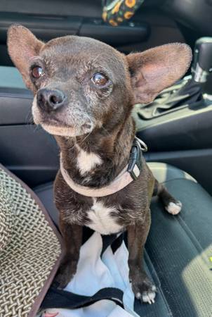 Found dog