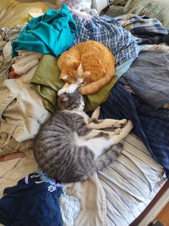 Lost cat