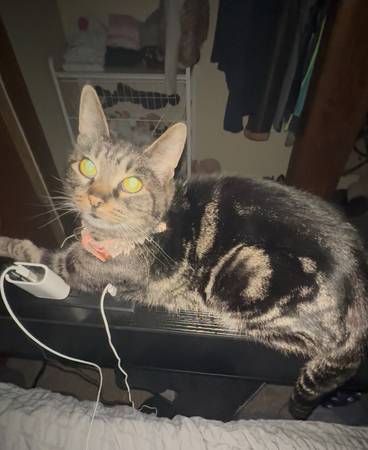 Lost cat