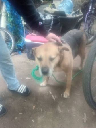 Found Dog in Auburn