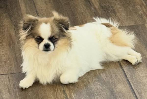 Lost dog