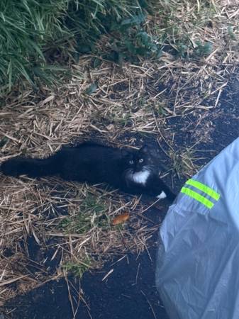 Found cat