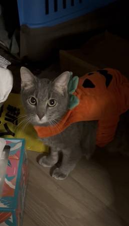 Lost cat