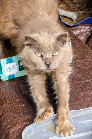 Found cat