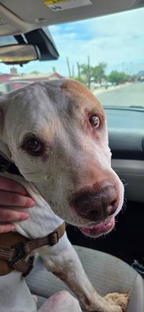 Found dog