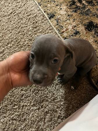 Lost dog
