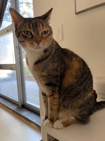 Lost Cat in Novi