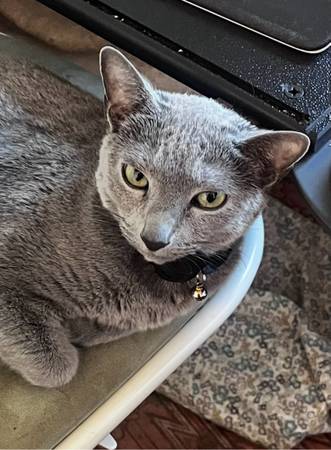 Lost cat