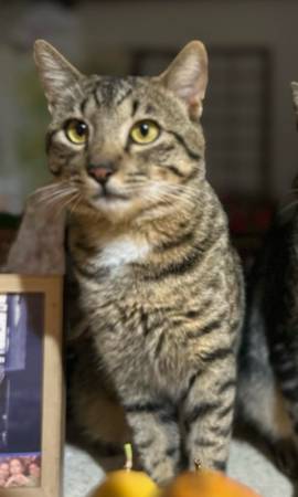 Lost cat