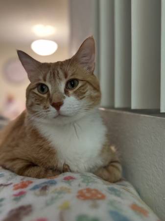 Lost Cat in Thousand Oaks