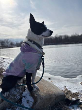 Lost Dog in Utica