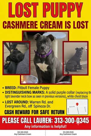 Lost dog