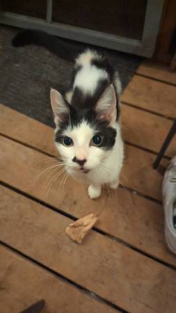 Lost Cat in Longview