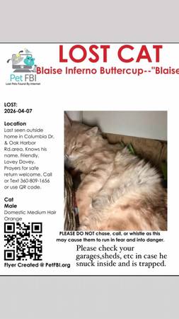 Lost Cat in Oak Harbor