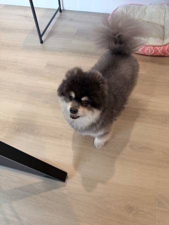 Lost dog