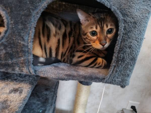 Lost cat