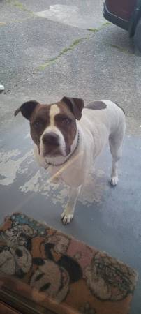 Lost dog