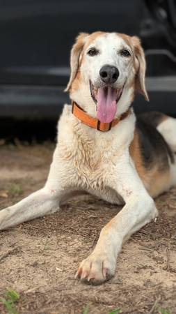 Found dog