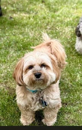 Lost Dog in Woodinville