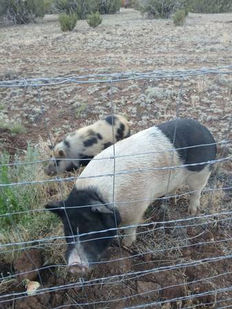 Found Pig in Concho