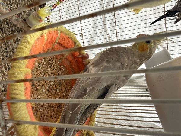 Lost bird