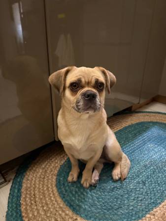 Found dog