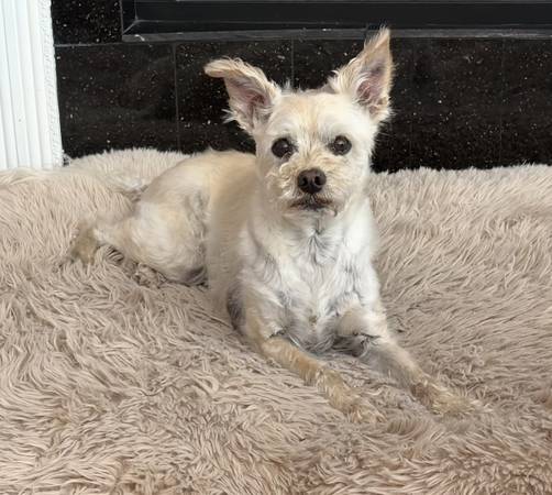Lost dog