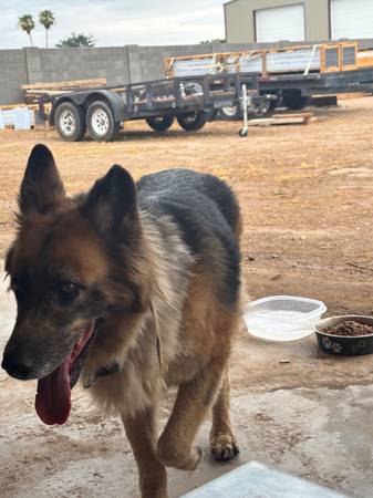 Found dog