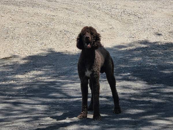 Found Dog in Melba