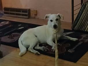 Found dog