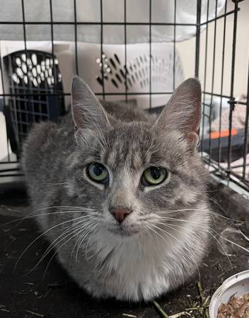Found cat