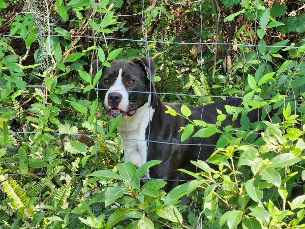 Found dog