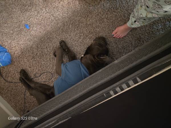 Lost Dog in Nampa