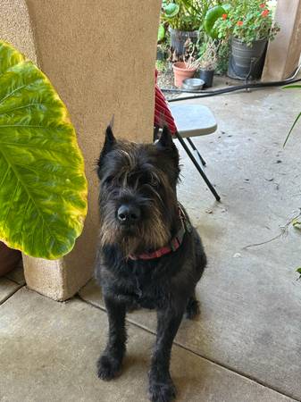 Lost Dog in March Air Reserve Base