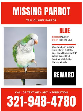 Lost Bird in Geneva