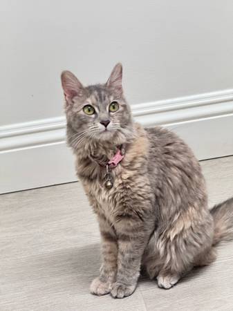 Found cat