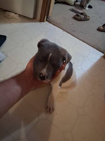 Found dog