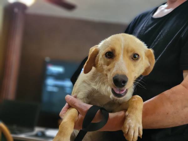 Found dog