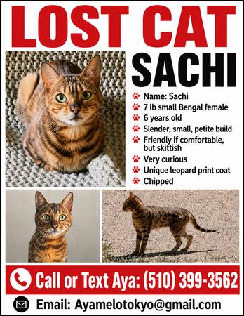 Lost Cat in Canyon