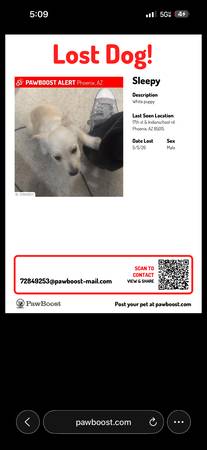 Lost dog