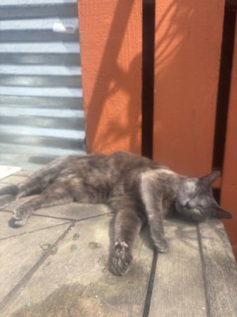 Lost Cat in Lompoc