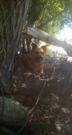 Lost dog