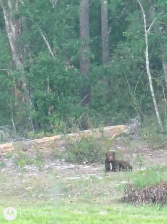 Found dog