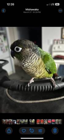 Lost Bird in Mishawaka
