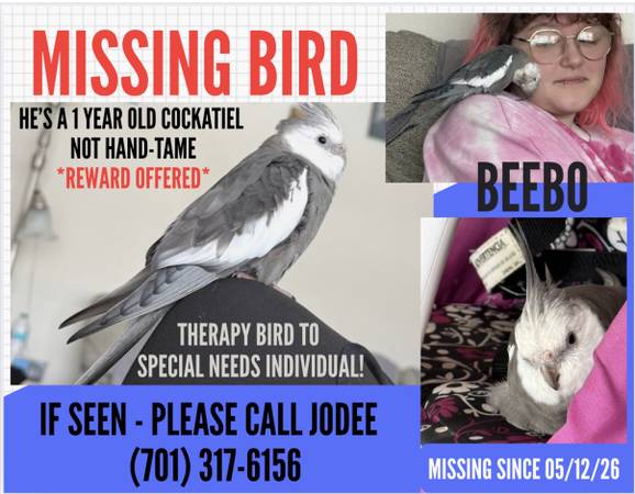 Lost Bird in Grand Forks