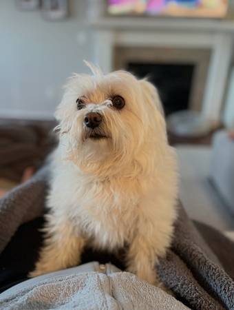 Lost Dog in Linden