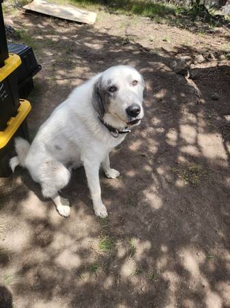 Found dog