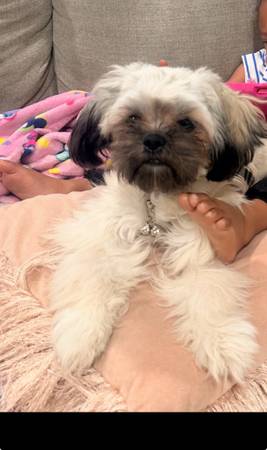 Lost dog