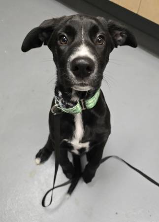 Found Dog in Eugene