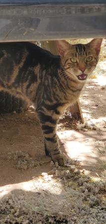 Found cat